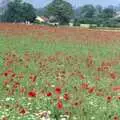 A field of poppies, Nosher Leaves BPCC Business Magazines, Colchester, Essex - 18th July 1991