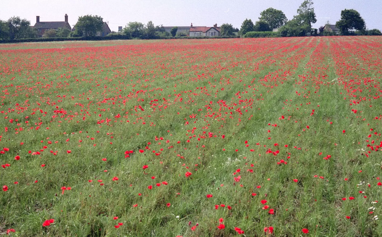 Rows of poppies, from Nosher Leaves BPCC Business Magazines, Colchester, Essex - 18th July 1991