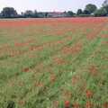 Rows of poppies, Nosher Leaves BPCC Business Magazines, Colchester, Essex - 18th July 1991