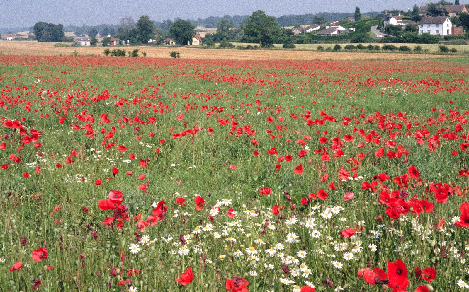 A striking contrast of daisies and poppies from Nosher Leaves BPCC Business Magazines, Colchester, Essex - 18th July 1991