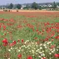 A striking contrast of daisies and poppies, Nosher Leaves BPCC Business Magazines, Colchester, Essex - 18th July 1991