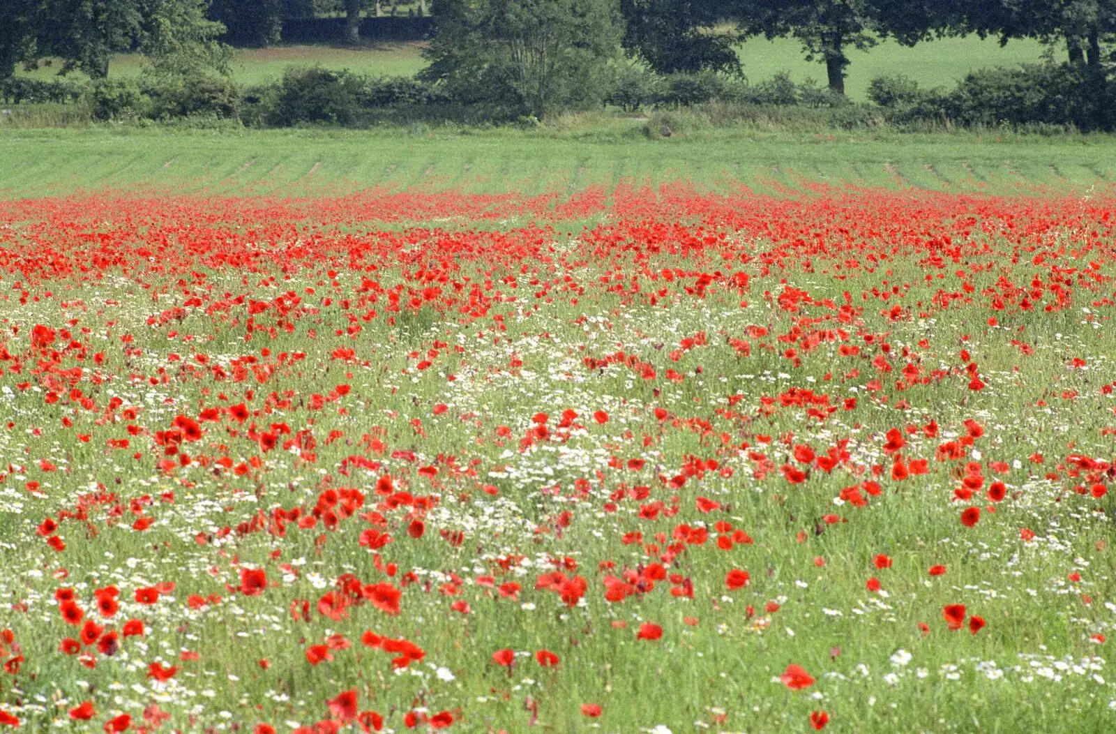 Poppies and daisies, from Nosher Leaves BPCC Business Magazines, Colchester, Essex - 18th July 1991