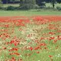 Poppies and daisies, Nosher Leaves BPCC Business Magazines, Colchester, Essex - 18th July 1991