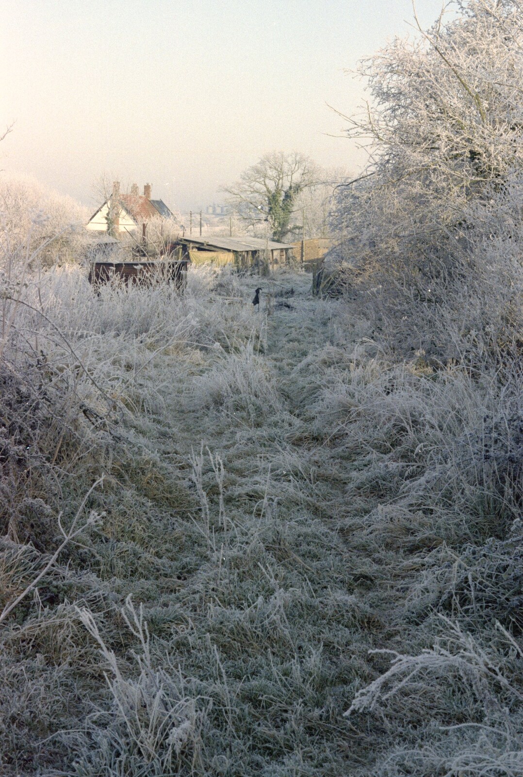 Looking back towards The Stables from A Frosty Morning, Suffolk and Norfolk - 15th December 1991