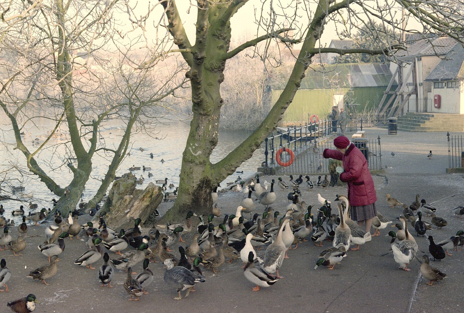A woman feeds the ducks down at Diss Mere from A Frosty Morning, Suffolk and Norfolk - 15th December 1991