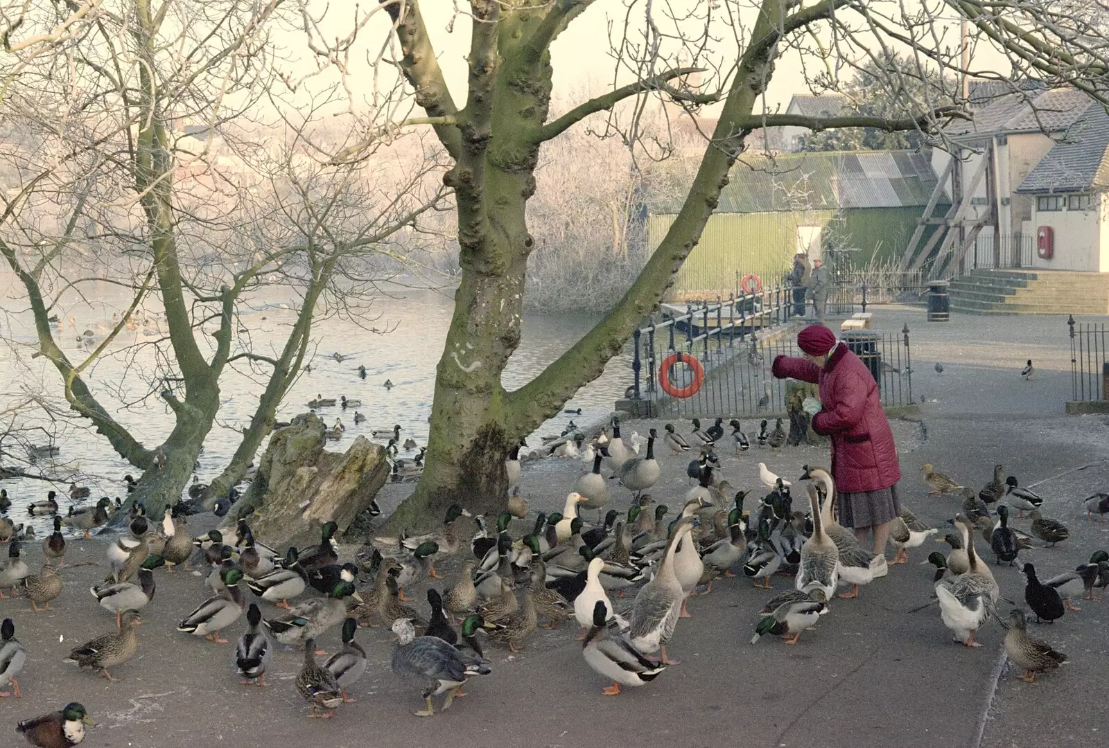 A woman feeds the ducks down at Diss Mere, from A Frosty Morning, Suffolk and Norfolk - 15th December 1991