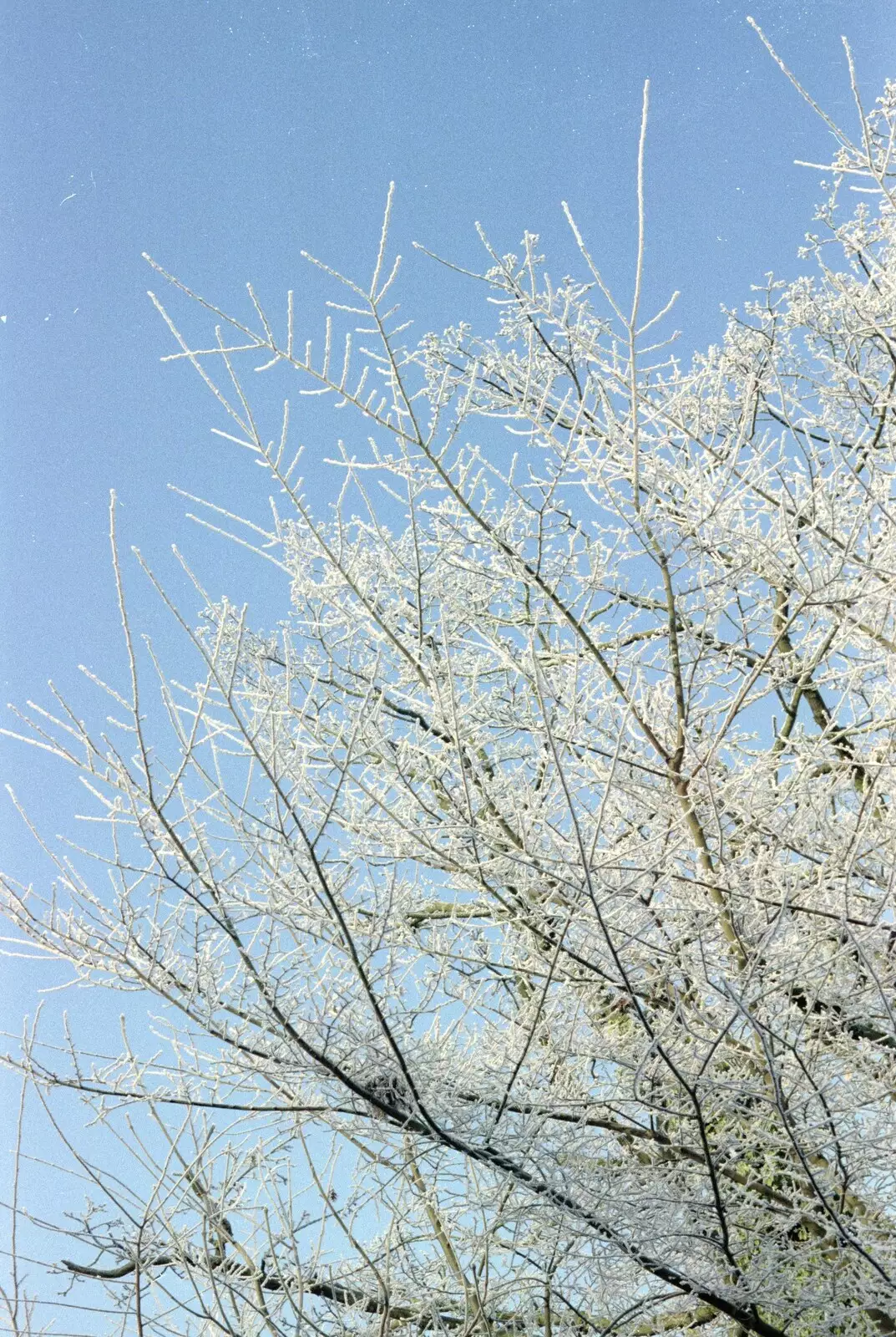 Hoar frost on a tree, from A Frosty Morning, Suffolk and Norfolk - 15th December 1991