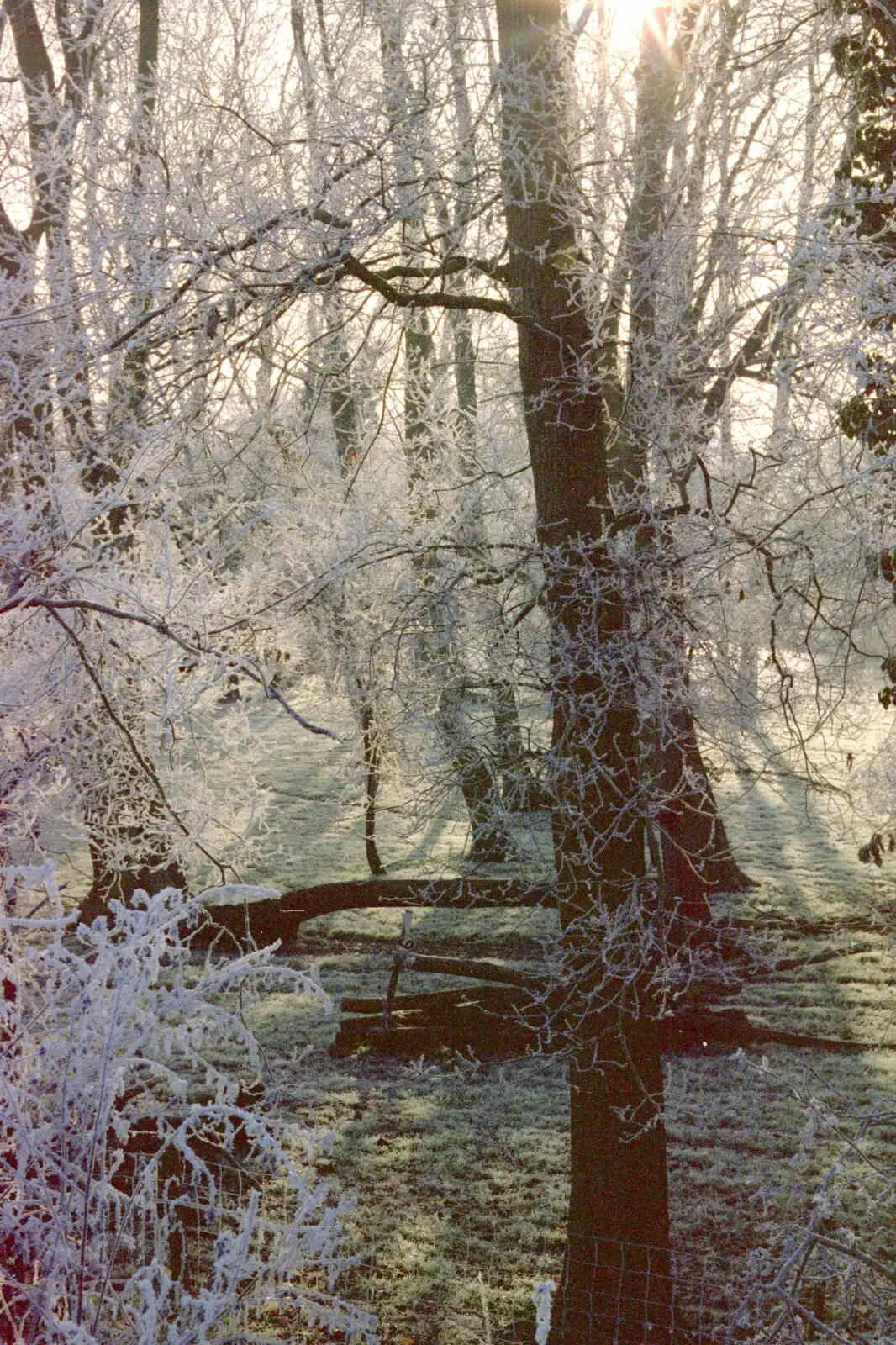 Low sun through some frosty trees somewhere, from A Frosty Morning, Suffolk and Norfolk - 15th December 1991