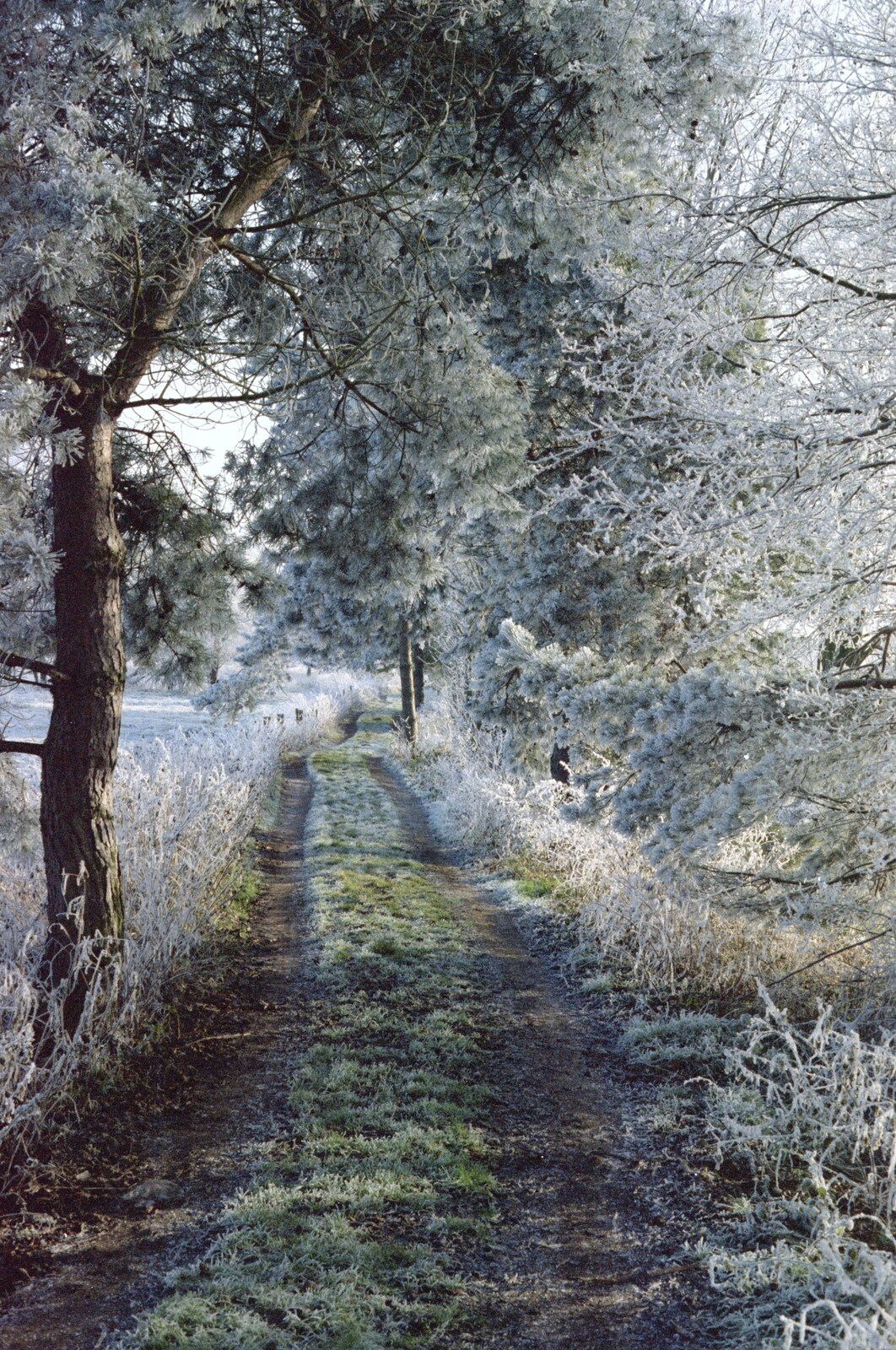 Looking the other way down a frosty lane from A Frosty Morning, Suffolk and Norfolk - 15th December 1991