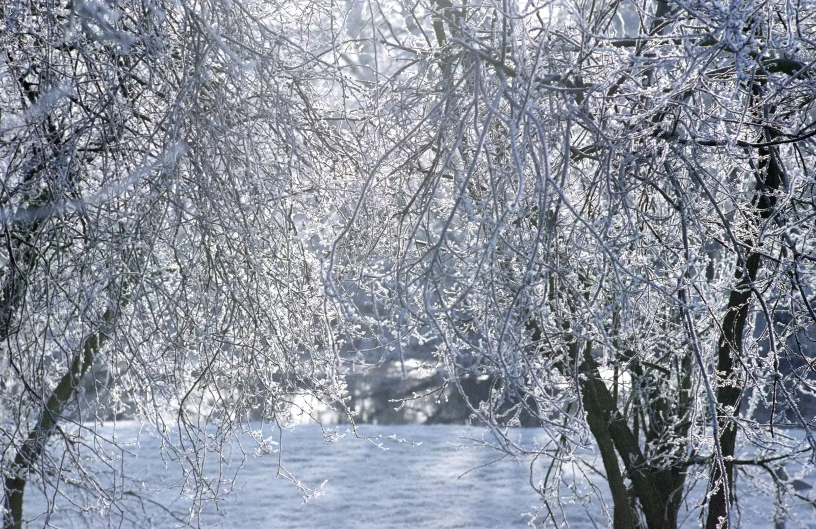 It's almost like snow, from A Frosty Morning, Suffolk and Norfolk - 15th December 1991