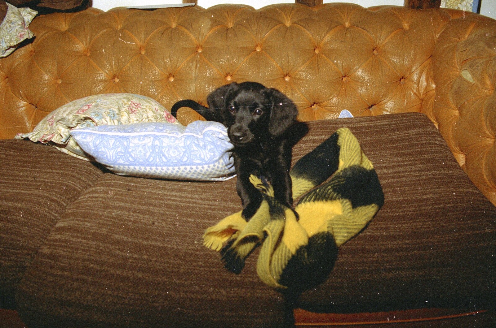 Kipper's new puppy chews up a blanket from Christmas in Devon and Stuston - 25th December 1991