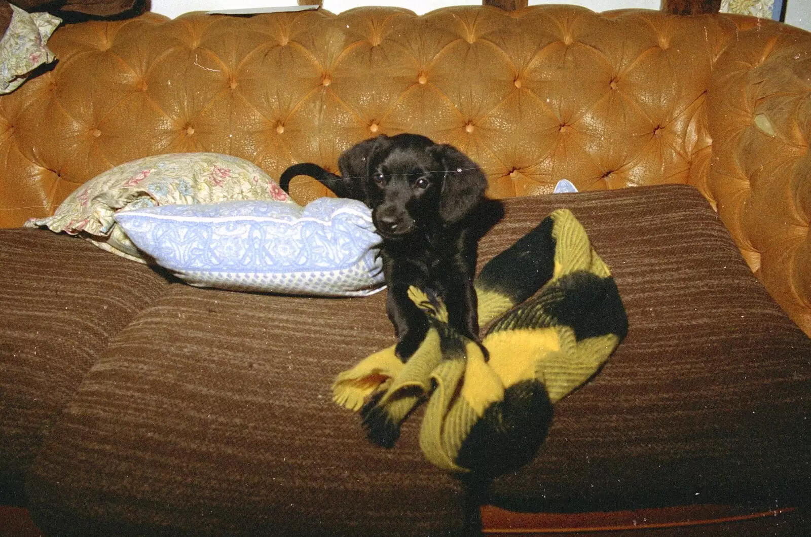 Kipper's new puppy chews up a blanket, from Christmas in Devon and Stuston - 25th December 1991