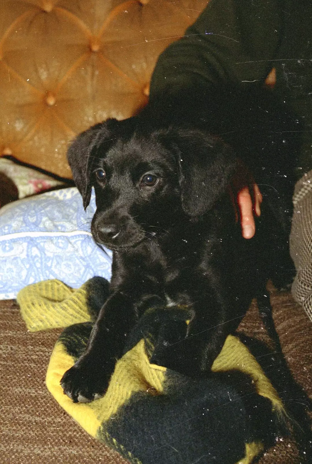 A cute black Labrador puppy, from Christmas in Devon and Stuston - 25th December 1991