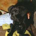 A cute black Labrador puppy, Christmas in Devon and Stuston - 25th December 1991