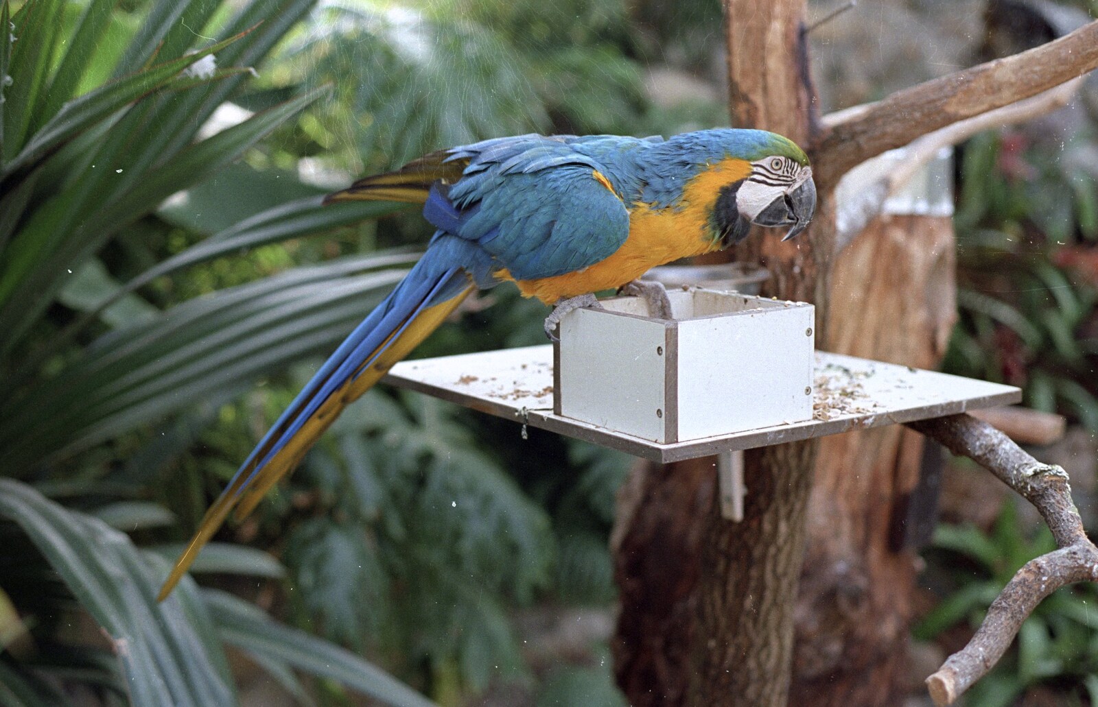 A Trip to Center Parcs, Eemhof, Netherlands - 24th March 1992: A brightly-coloured parrot or macaw