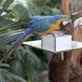 A brightly-coloured parrot or macaw, A Trip to Center Parcs, Eemhof, Netherlands - 24th March 1992