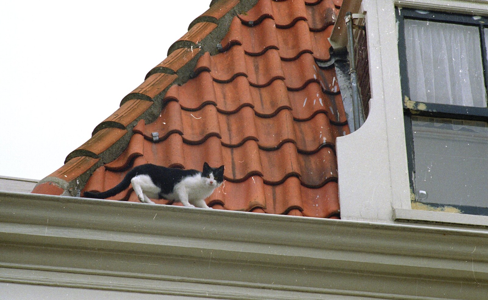 Out and About in Amsterdam, Hoorne, Vollendam and Edam, The Netherlands - 26th March 1992: A dutch cat up on a roof