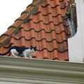 A dutch cat up on a roof, Out and About in Amsterdam, Hoorne, Vollendam and Edam, The Netherlands - 26th March 1992