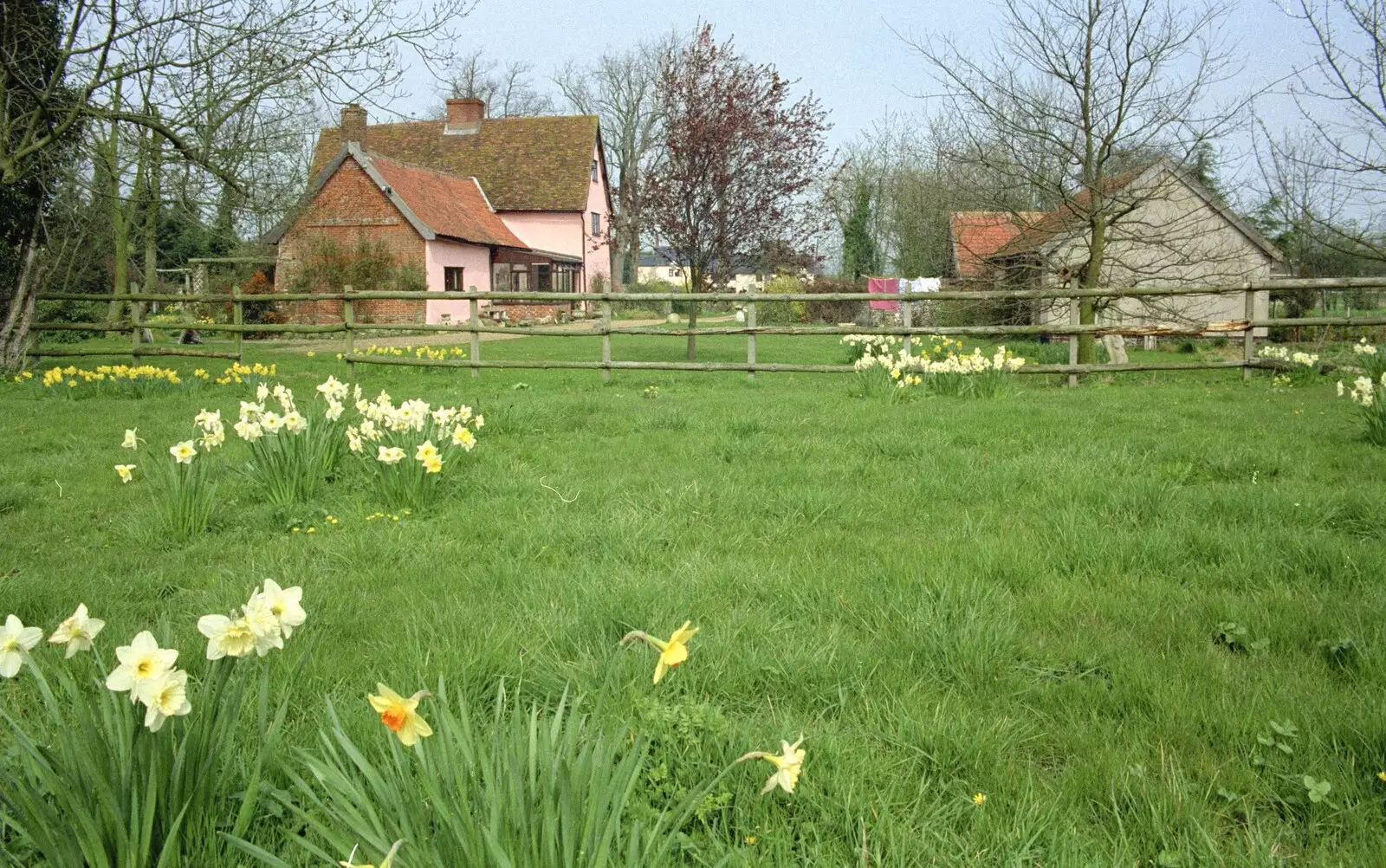 Spring daffodils, from The Election Caravan and a View from a Cherry Picker, Stuston, Suffolk - 9th April 1992