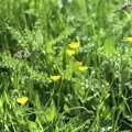 Buttercups in the long grass, The Election Caravan and a View from a Cherry Picker, Stuston, Suffolk - 9th April 1992