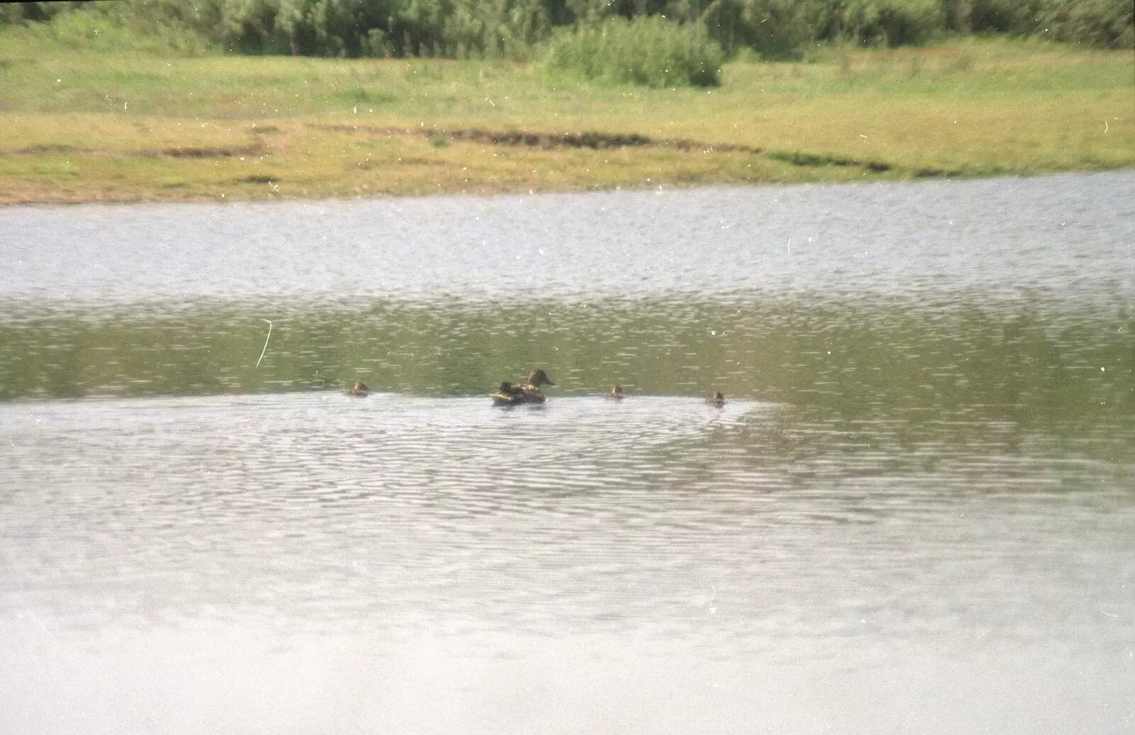 Some ducklings on a lake somewhere, from The Election Caravan and a View from a Cherry Picker, Stuston, Suffolk - 9th April 1992