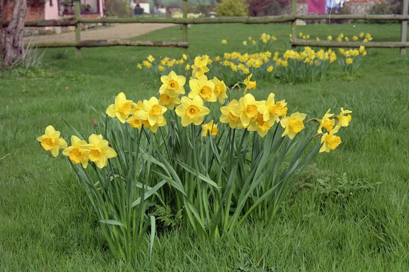 Bright yellow daffodils, from The Election Caravan and a View from a Cherry Picker, Stuston, Suffolk - 9th April 1992