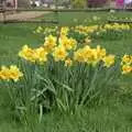 Bright yellow daffodils, The Election Caravan and a View from a Cherry Picker, Stuston, Suffolk - 9th April 1992