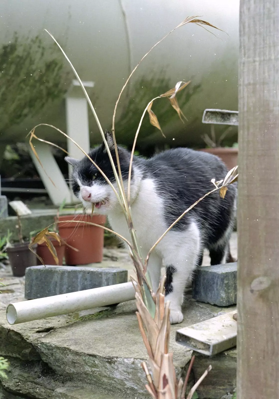 Moriarty the cat, from Uni: A Mini Reunion, Plymouth, Devon - 14th April 1992