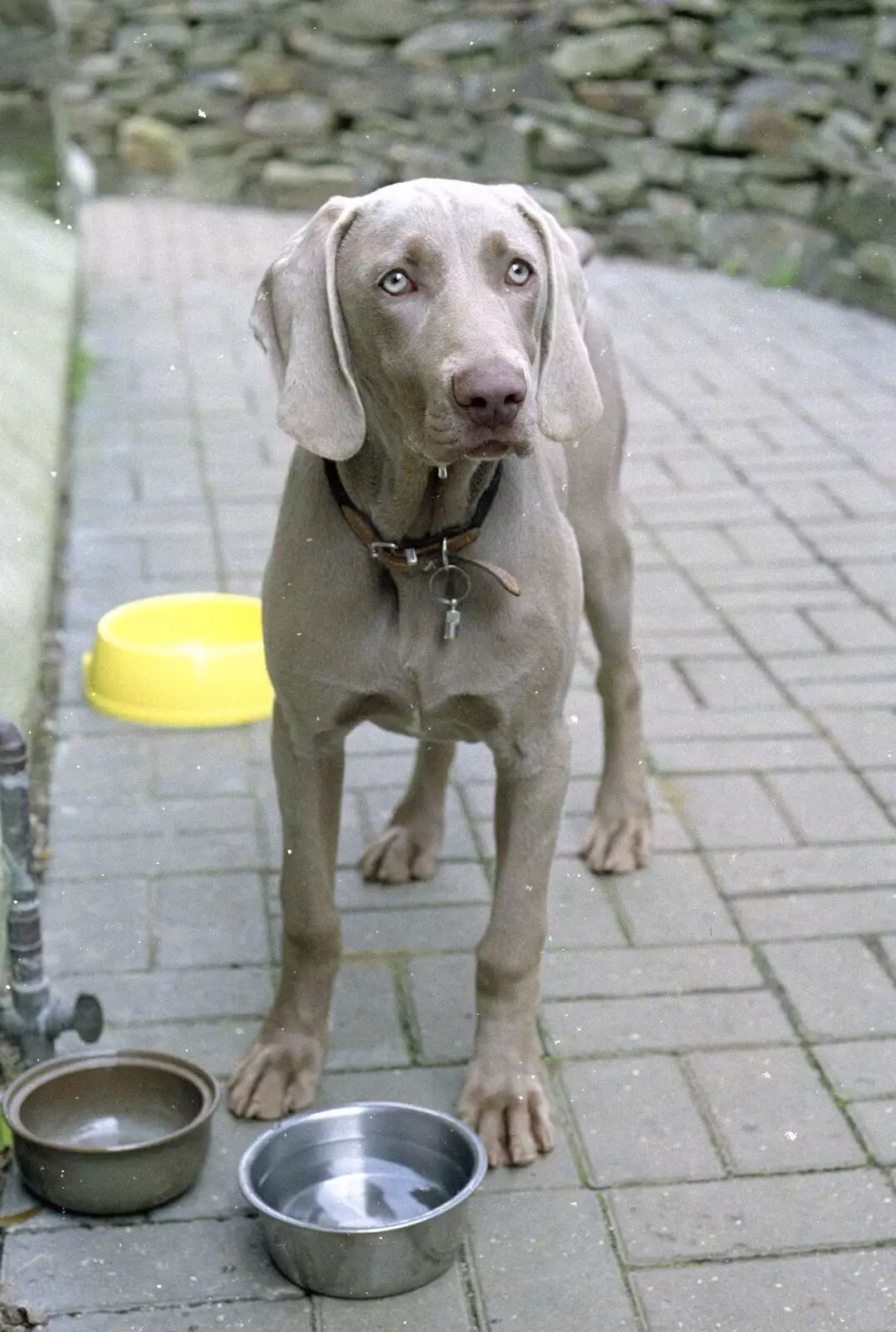 Watson the Weimaraner looks a little sad, from Uni: A Mini Reunion, Plymouth, Devon - 14th April 1992