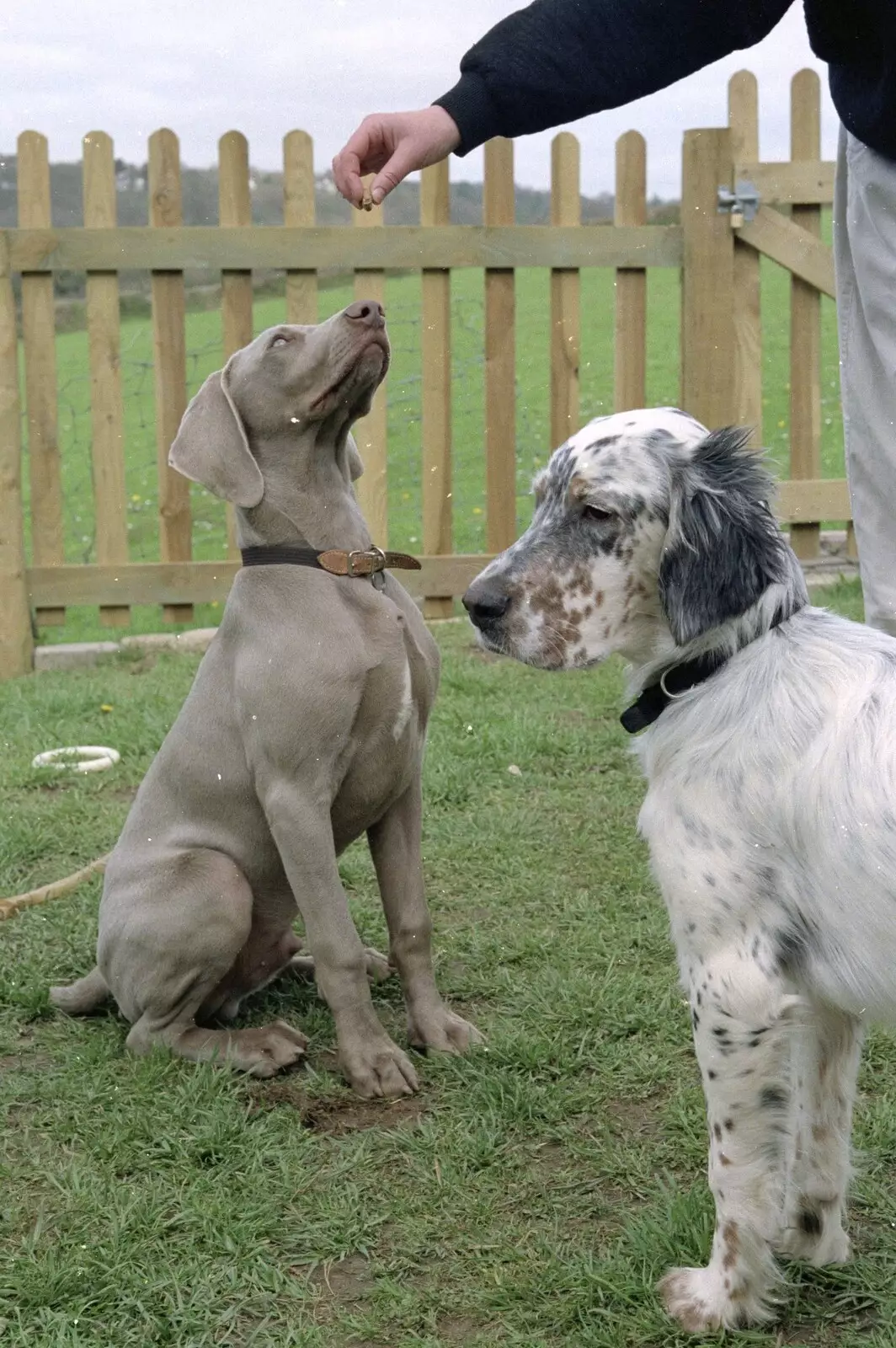 Watson sits for a treat, from Uni: A Mini Reunion, Plymouth, Devon - 14th April 1992