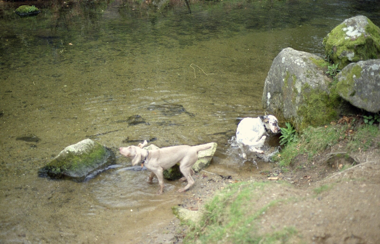 The dogs in the river from Uni: A Mini Reunion, Plymouth, Devon - 14th April 1992