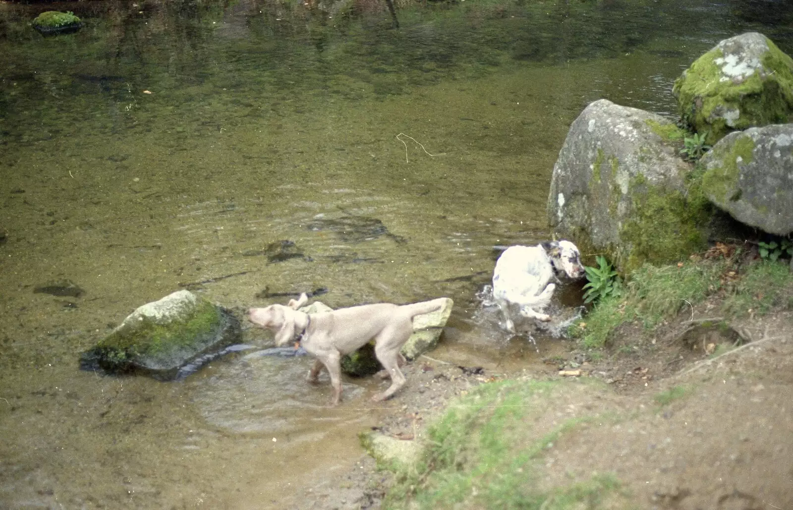 The dogs in the river, from Uni: A Mini Reunion, Plymouth, Devon - 14th April 1992