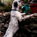 Holmes the English Setter