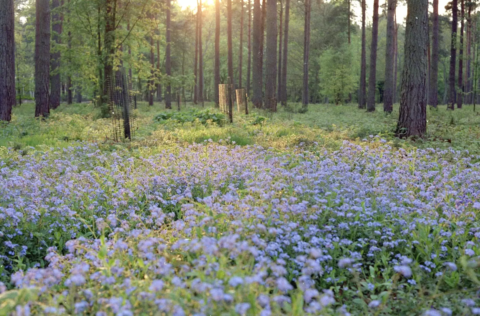 Bluebells on the Mundford Road, from Hamish's Oxford Party, Oxfordshire - 25th April 1992