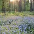 Bluebells on the Mundford Road, Hamish's Oxford Party, Oxfordshire - 25th April 1992