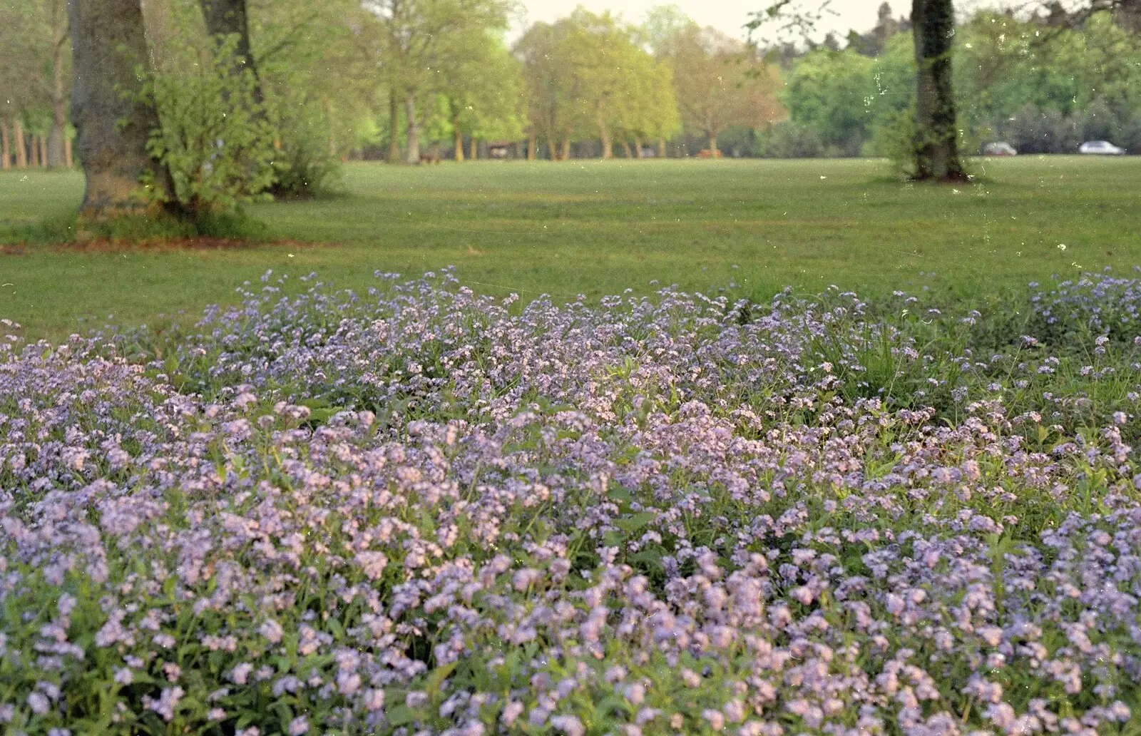 Bluebells at Lynford Stag, from Hamish's Oxford Party, Oxfordshire - 25th April 1992