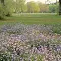 Bluebells at Lynford Stag, Hamish's Oxford Party, Oxfordshire - 25th April 1992