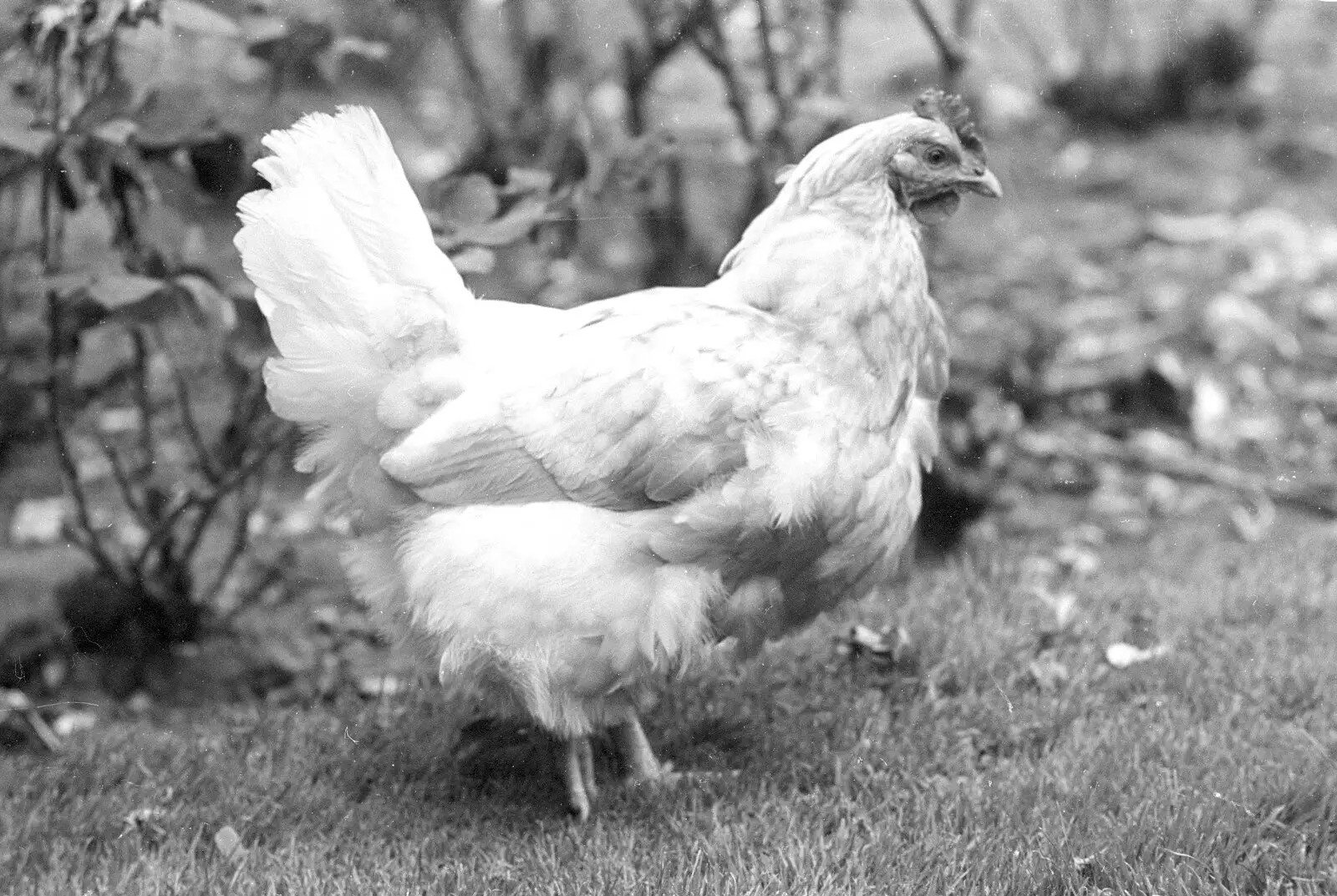 A chicken roams around, from Working on the Harvest, Tibenham, Norfolk - 11th August 1992