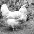 A chicken roams around, Working on the Harvest, Tibenham, Norfolk - 11th August 1992