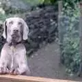 Watson peers over the fence at The Chapel, Another Trip to Plymouth and Harbertonford, Devon - 16th August 1992