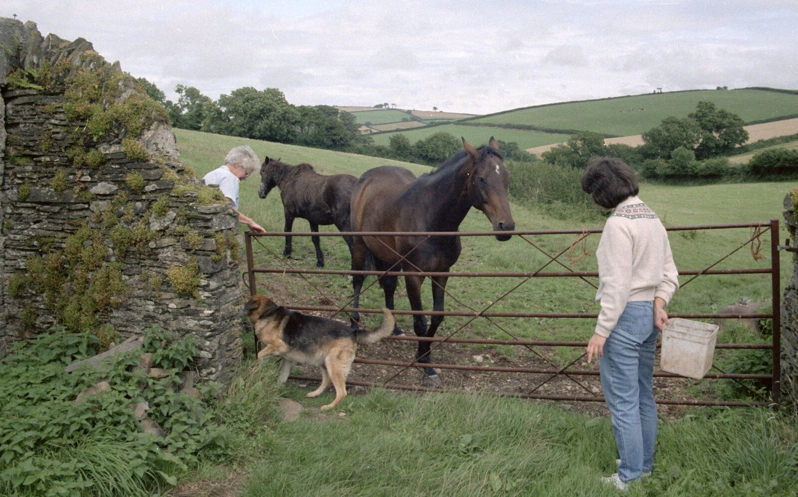 Angela gives the horses some pony cubes from Another Trip to Plymouth and Harbertonford, Devon - 16th August 1992
