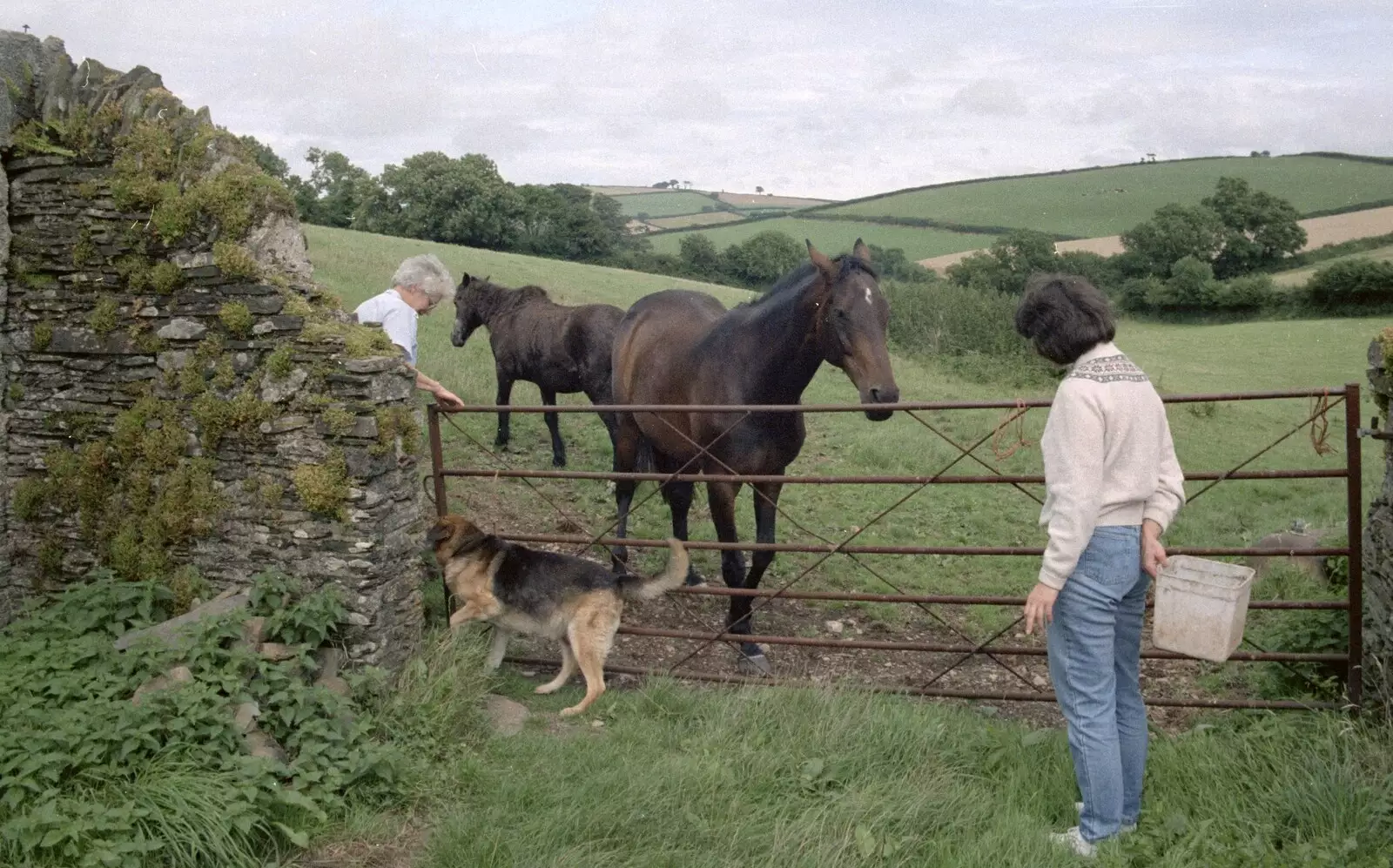 Angela gives the horses some pony cubes, from Another Trip to Plymouth and Harbertonford, Devon - 16th August 1992