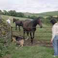 Angela gives the horses some pony cubes, Another Trip to Plymouth and Harbertonford, Devon - 16th August 1992