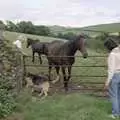 Angela gives the horses some pony cubes, Another Trip to Plymouth and Harbertonford, Devon - 16th August 1992