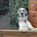 It's Watson's turn to peer over the fence, Another Trip to Plymouth and Harbertonford, Devon - 16th August 1992