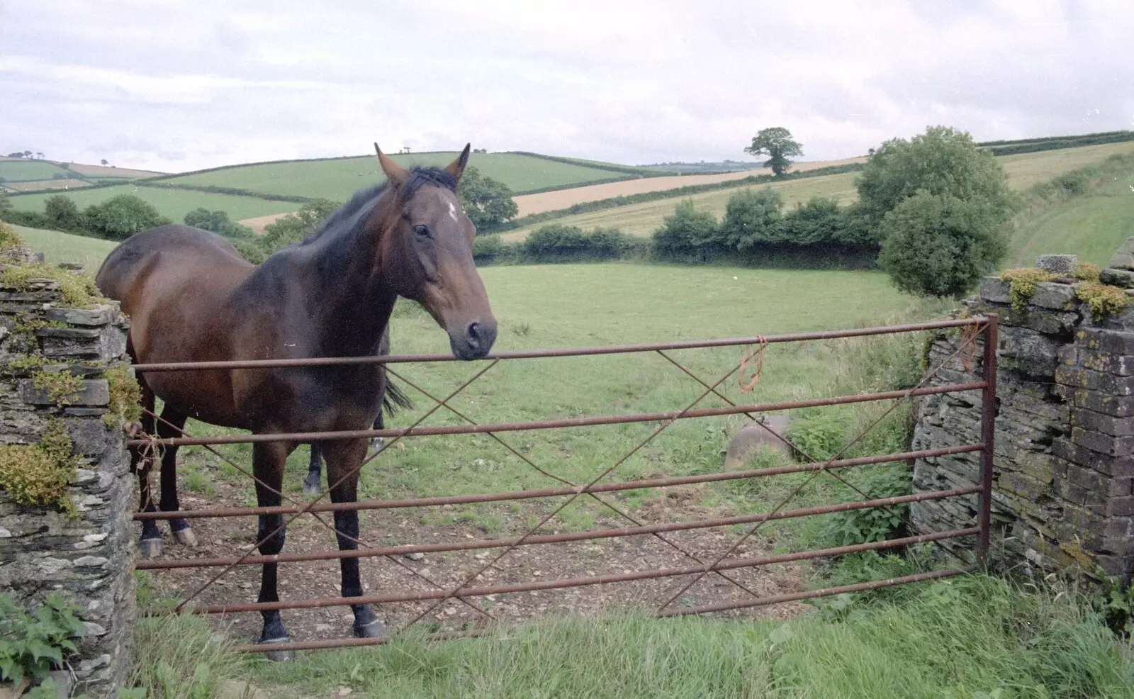 Oberon looks over a fence, from Another Trip to Plymouth and Harbertonford, Devon - 16th August 1992