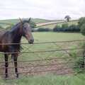 Another Trip to Plymouth and Harbertonford, Devon - 16th August 1992, Oberon looks over a fence