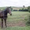 Oberon looks over a fence, Another Trip to Plymouth and Harbertonford, Devon - 16th August 1992