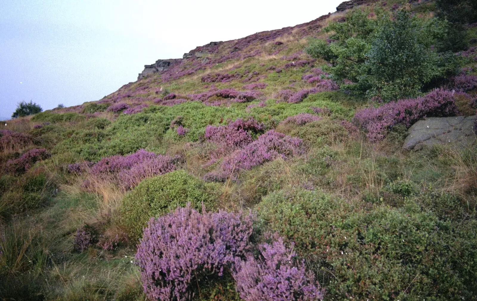 Some Yorkshire heather, from The Eye Show and a Trip to Halifax, Suffolk and South Yorkshire - 28th August 1992