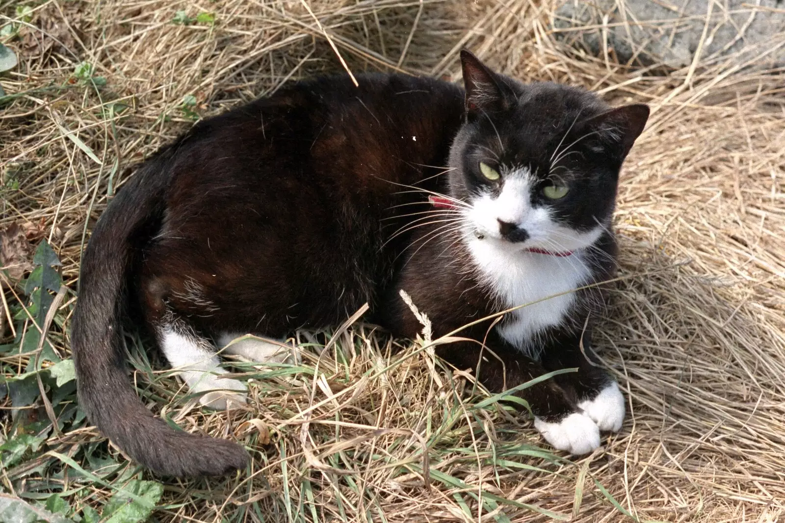 A Halifax farm cat, from The Eye Show and a Trip to Halifax, Suffolk and South Yorkshire - 28th August 1992